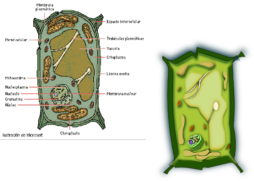 Celula Vegetal