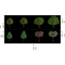 Isometric Tree