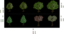 Isometric Tree