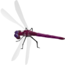 download Dragonfly clipart image with 90 hue color