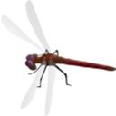 download Dragonfly clipart image with 135 hue color