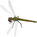 download Dragonfly clipart image with 180 hue color