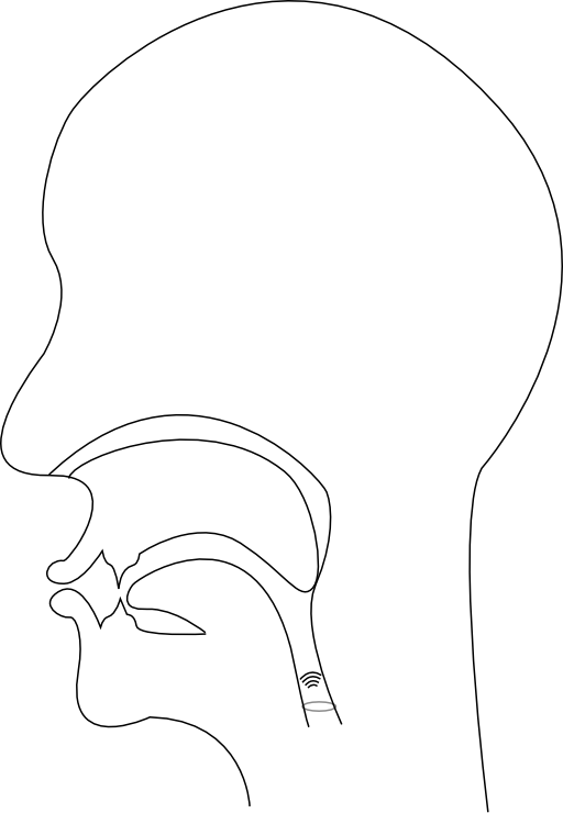 Midsagittal W Voiced Bilabial Approximant