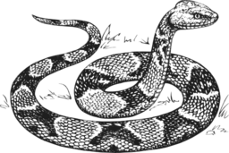 Copperhead Grayscale