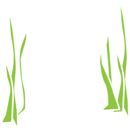 Reeds