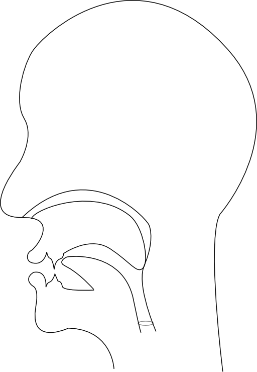 Midsagittal S Voiceless Alveolar Fricative