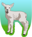 Young Lamb