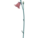 download Campanula clipart image with 90 hue color