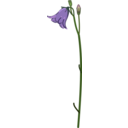 Campanula