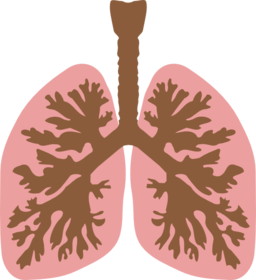 Lungs And Bronchus