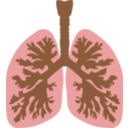 Lungs And Bronchus