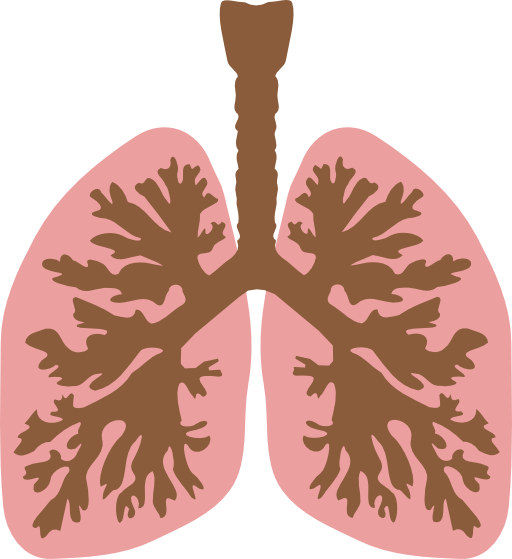 Lungs And Bronchus