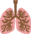 Lungs And Bronchus