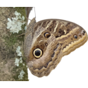 Caligo Beltrao