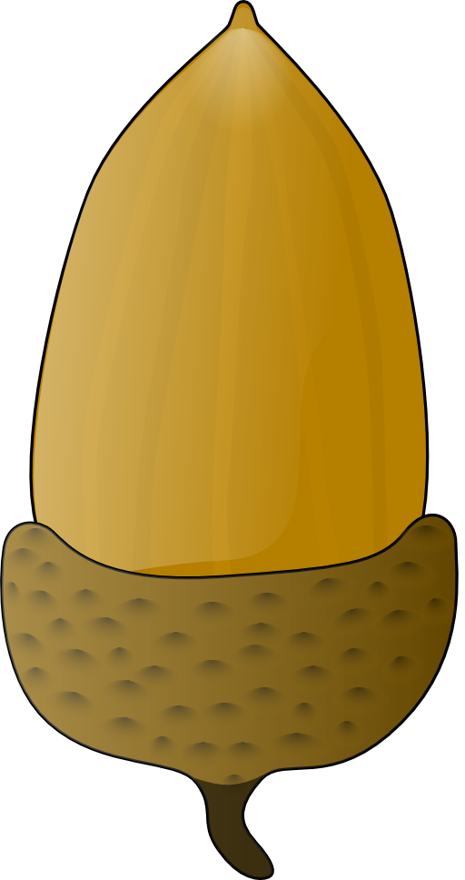 Acorn