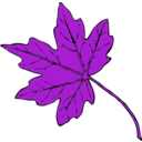 download Maple Leaf clipart image with 270 hue color