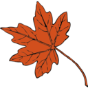 Maple Leaf