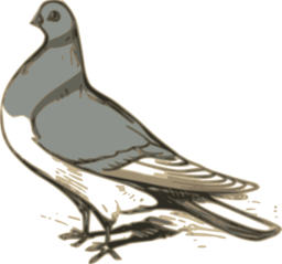 Pigeon Illustration