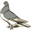 Pigeon Illustration