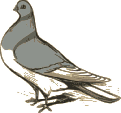 Pigeon Illustration