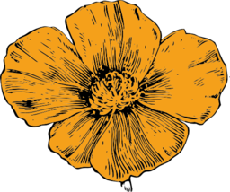 California Poppy