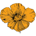 California Poppy