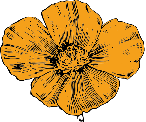 California Poppy