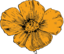 California Poppy