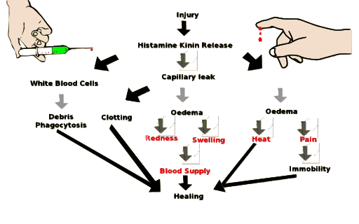 Inflammation