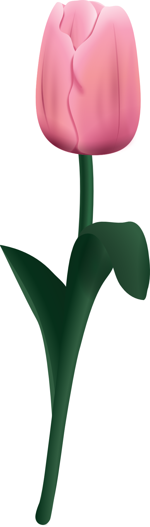 Tulpe Tultip