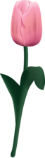 Tulpe Tultip