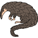 Pangolin