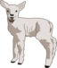 Young Lamb