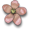download Apple Blossom clipart image with 45 hue color