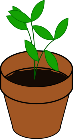 Plant Terracotta