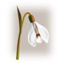 download Flowers Snowdrop clipart image with 315 hue color