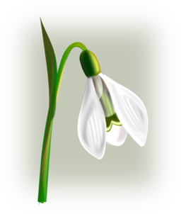 Flowers Snowdrop