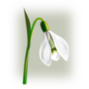 download Flowers Snowdrop clipart image with 0 hue color