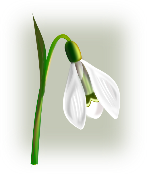 Flowers Snowdrop