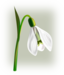 Flowers Snowdrop