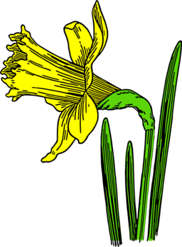 Colored Daffodil