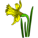 Colored Daffodil