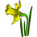 download Colored Daffodil clipart image with 0 hue color