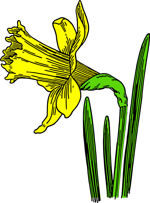 Colored Daffodil
