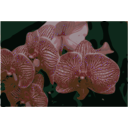download Orchids clipart image with 45 hue color