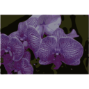 download Orchids clipart image with 315 hue color