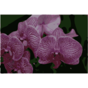 Orchids