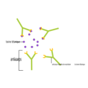 download Anticorps Antigene clipart image with 45 hue color