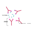 download Anticorps Antigene clipart image with 315 hue color