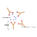 Anticorps Antigene